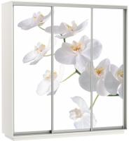 Шкаф-купе Экспресс Трио Фото (2,4х0,6х2,4 - 3 двери) в интернет магазине Планета Комфорта Фото shkaf-kupe-s-fotopechatyu шкаф-купе экспресс трио фото (2,4х0,6х2,4 - 3 двери) производитель Мебельная компания Е1